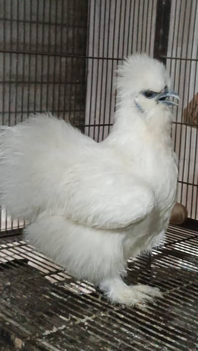 silkie and frill back 03124381493