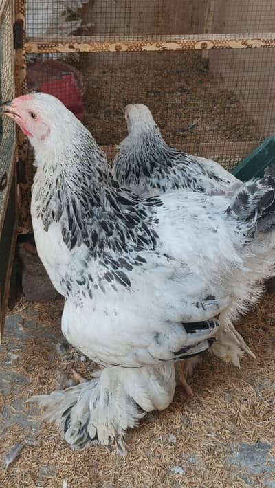brahma hen 03124381493