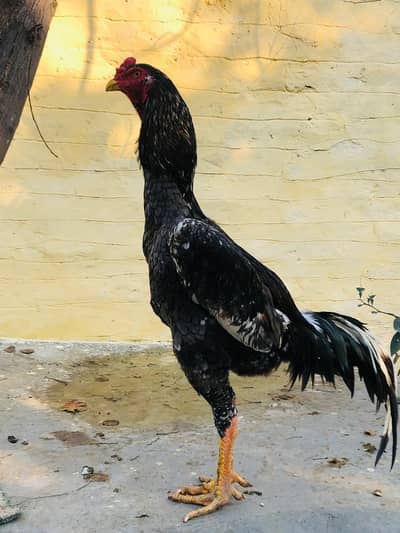 Aseel German oo Shamoo breeder