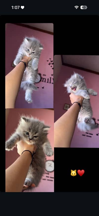 Triple coated Perisan kitten for sale