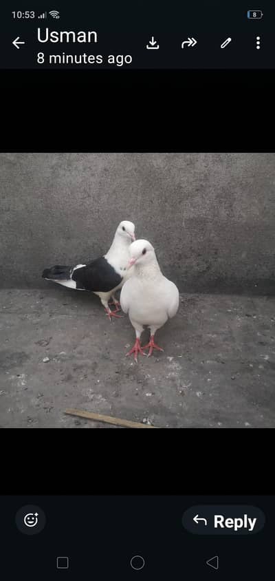 white and black
