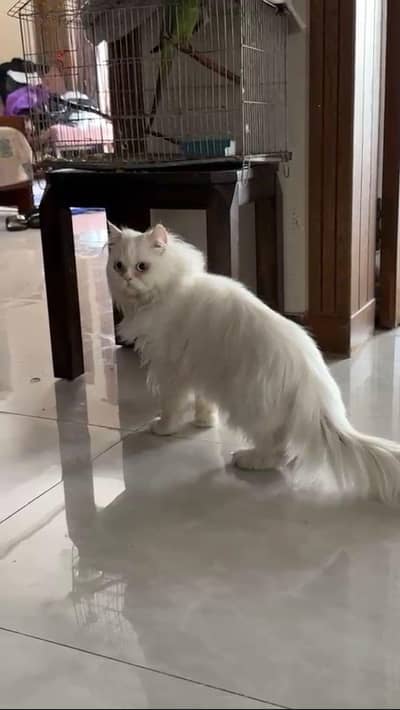 Persian stud male cat