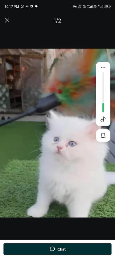 Persian cat for sale my WhatsApp number  03703659905