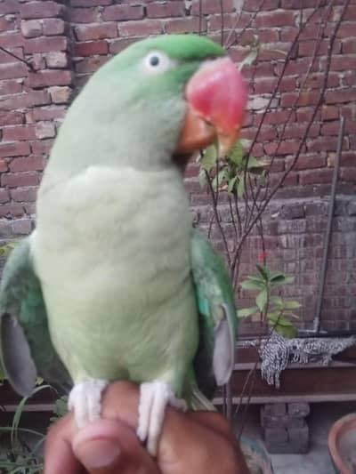 hand tem female available WhatsApp number 03076412800
