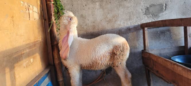 kaka kajala