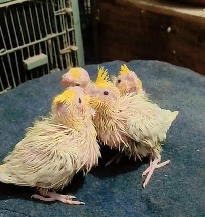 cocktail love birds