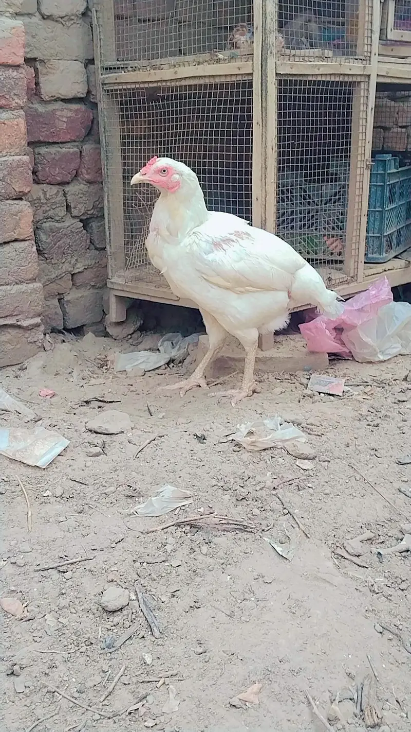 White Madi or male for sale