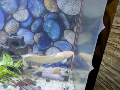 cat fish white