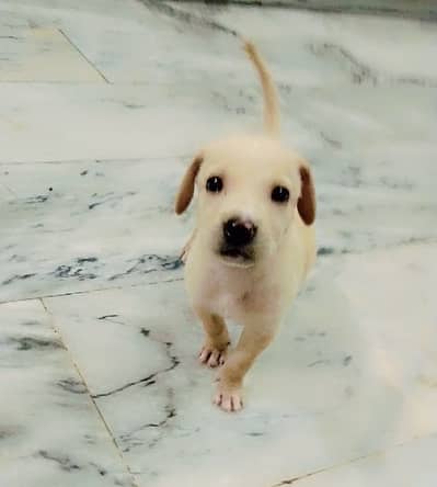Labrador Original Breed