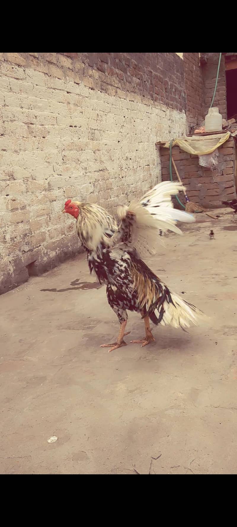 خالص اسیل میانوالی مرغا 2 سال عمر، صحت مند اور ایکٹو 0