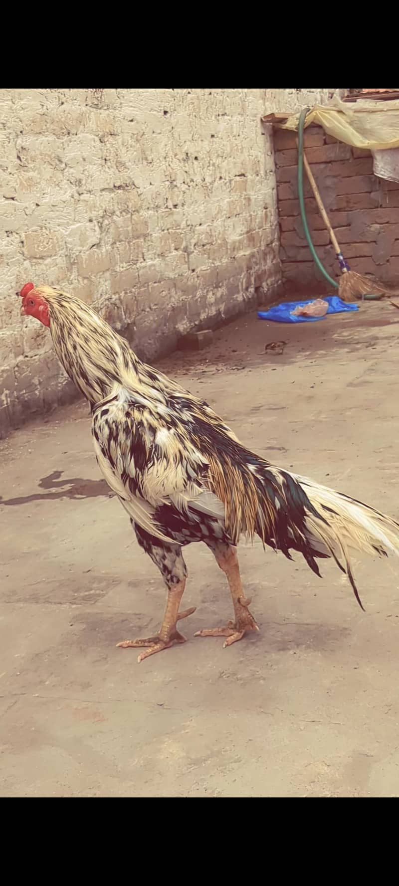 خالص اسیل میانوالی مرغا 2 سال عمر، صحت مند اور ایکٹو 1
