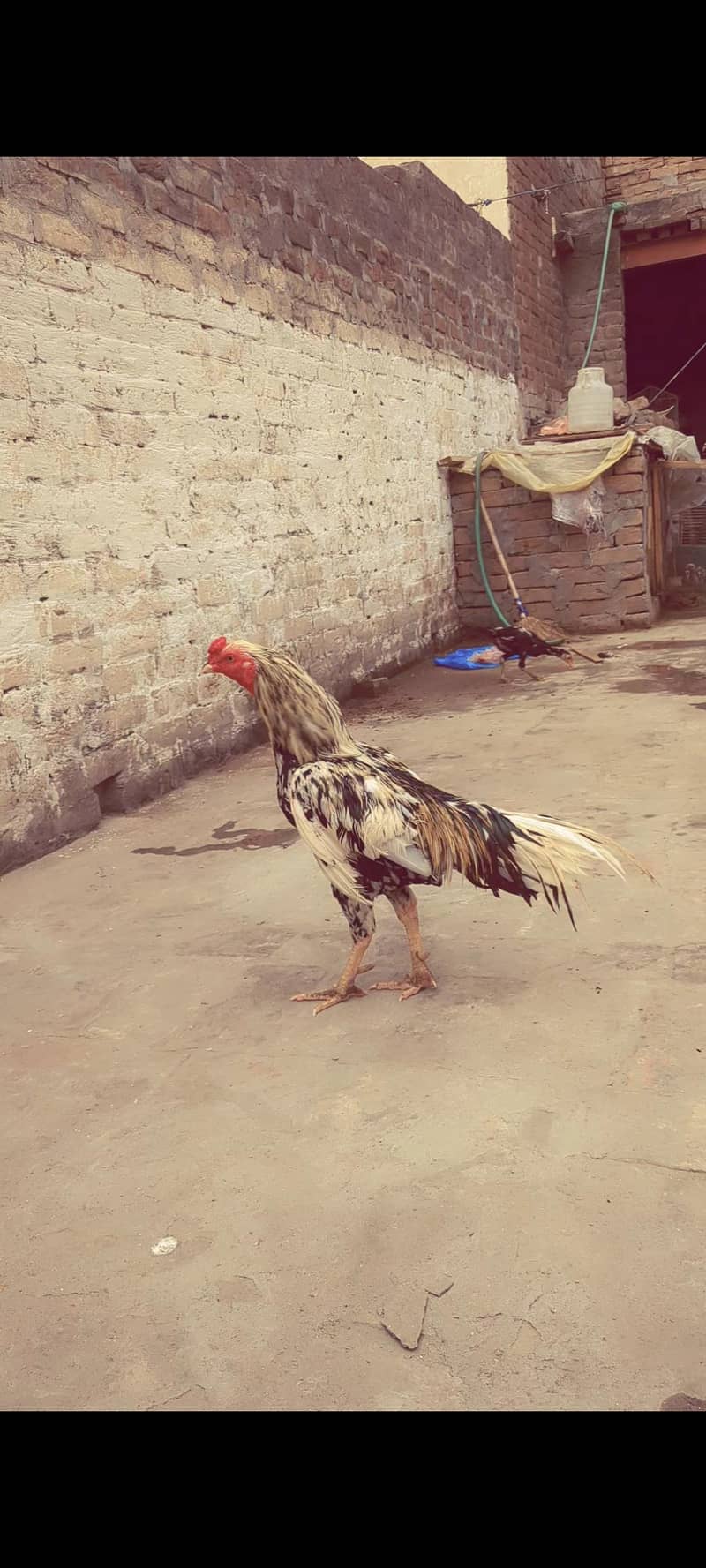 خالص اسیل میانوالی مرغا 2 سال عمر، صحت مند اور ایکٹو 2