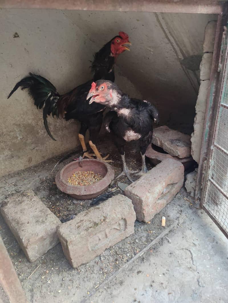 aseel pair 1