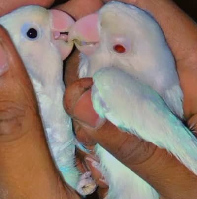 Albino black eyes male/Red eyes female