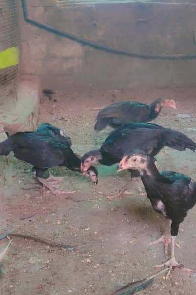 black shamo chicks