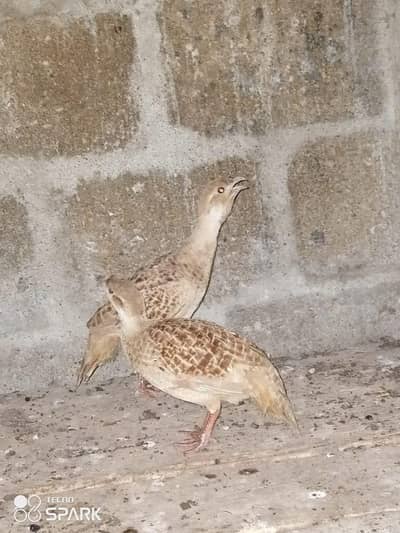 dakhni teetar for sell
