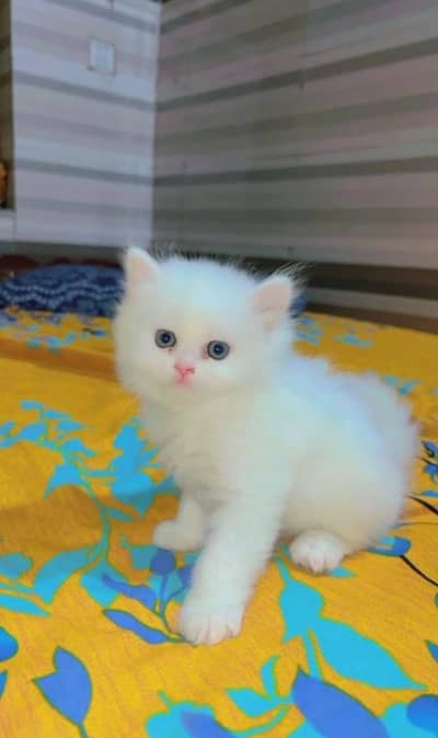 Persian cat triple cod for sale,my WhatsApp03274272410