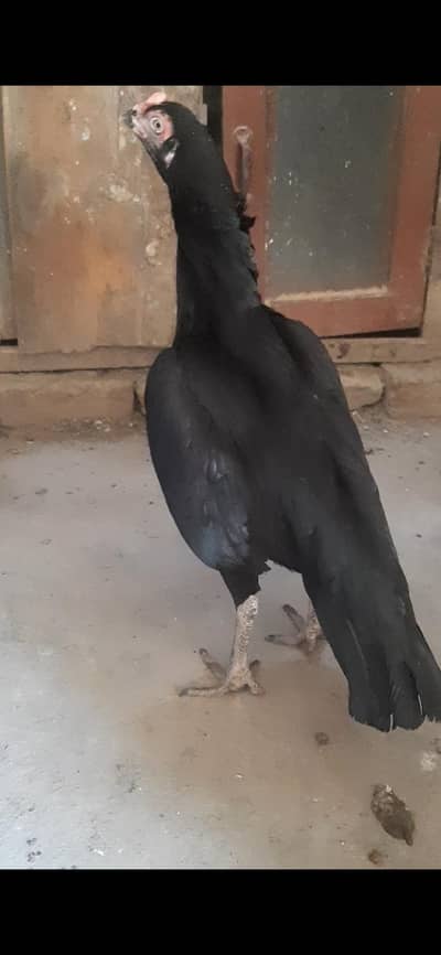 aseel breeder hen