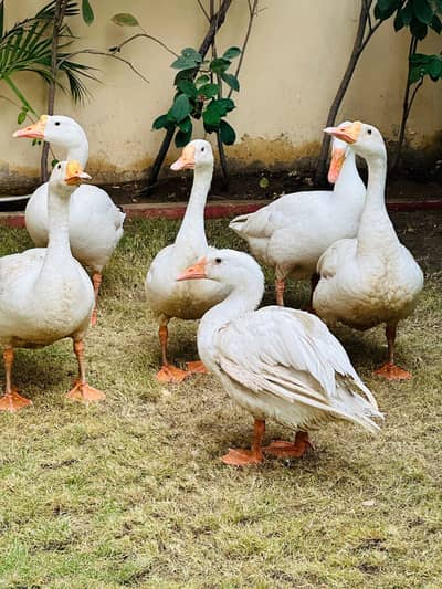 White goose long neck ducks available