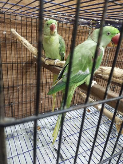 Raw | Kashmiri | Pahari | Alexanderine parrot pair with big Cage