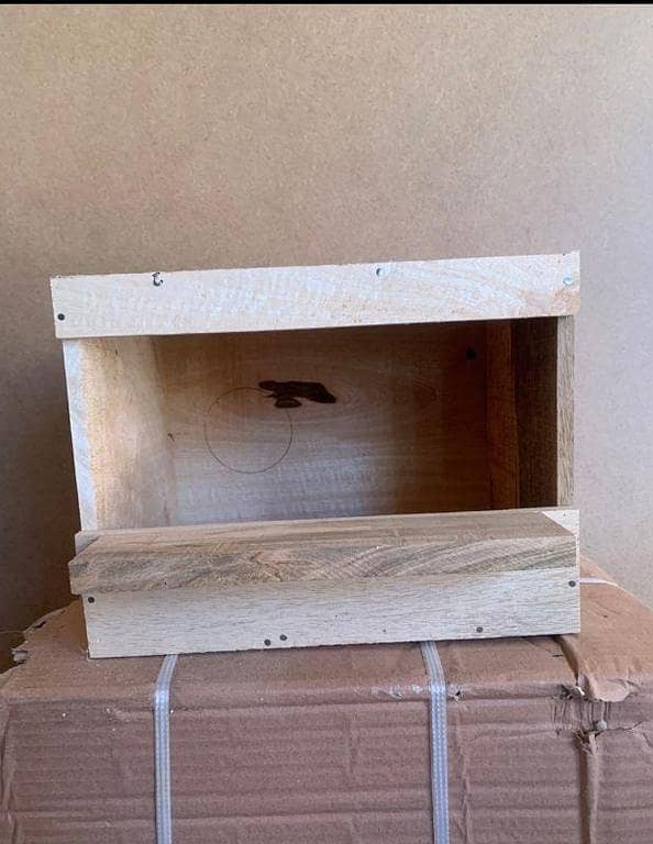 Breading boxes for pigeon in mango wood size 8.5 x 8.5x12