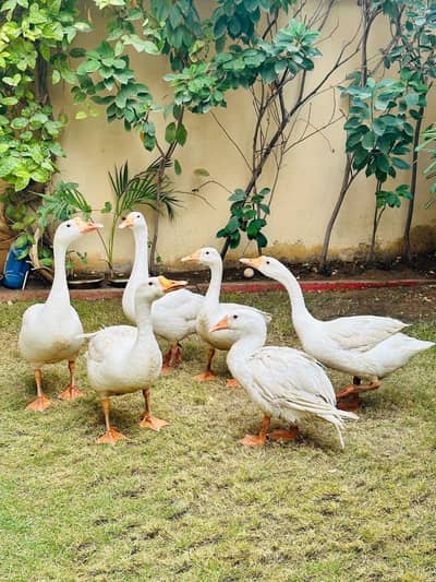 White goose long neck duck available