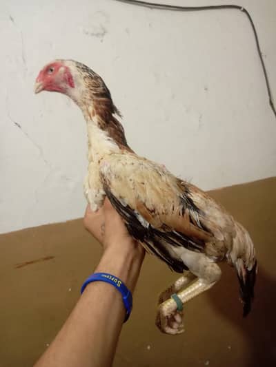 German Aseel Shamo Madi