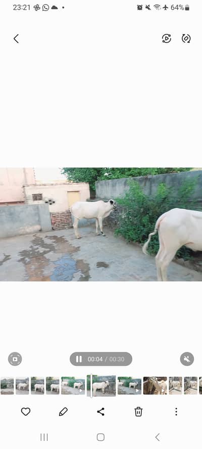 دو بچھڑے  براۓ فروخت