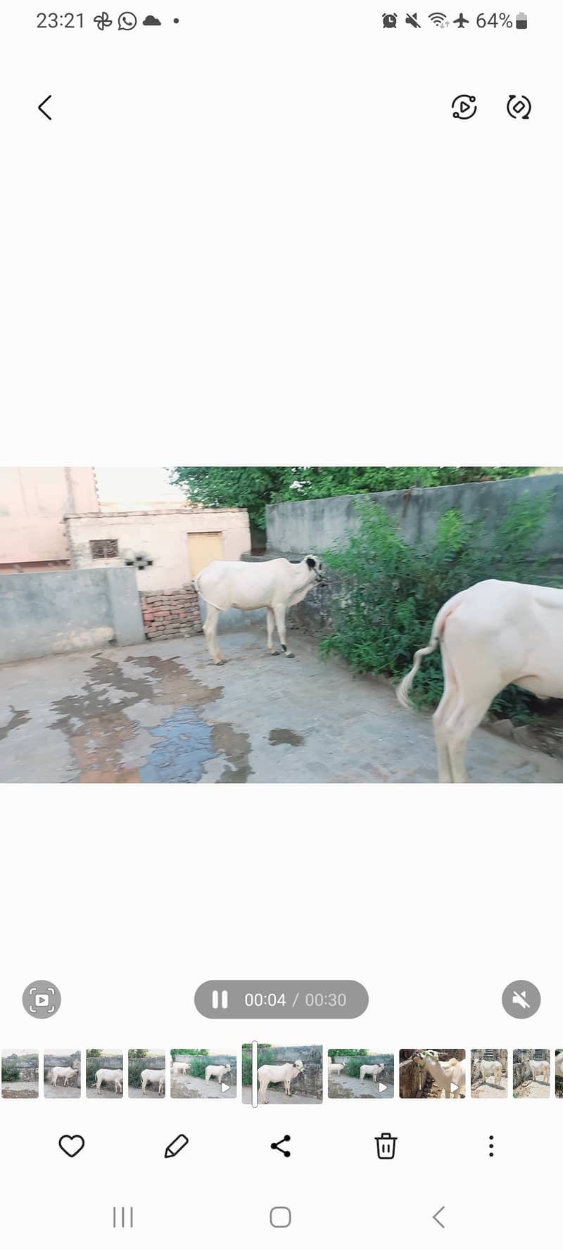 دو بچھڑے  براۓ فروخت 0
