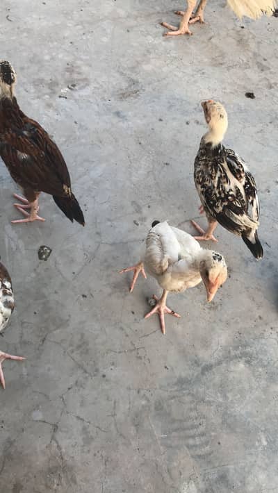 Excellent quality pakistani aseel chicks