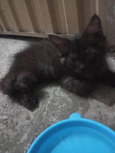 black Persian double coated male