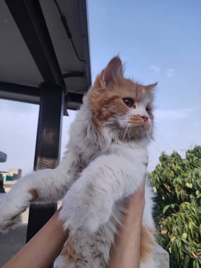 Persian Cat