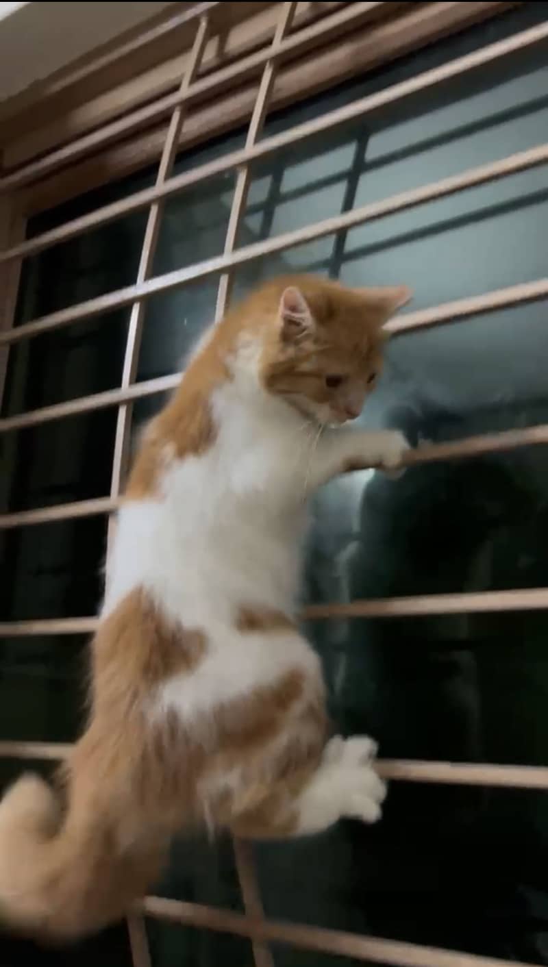 Persian Cat 1