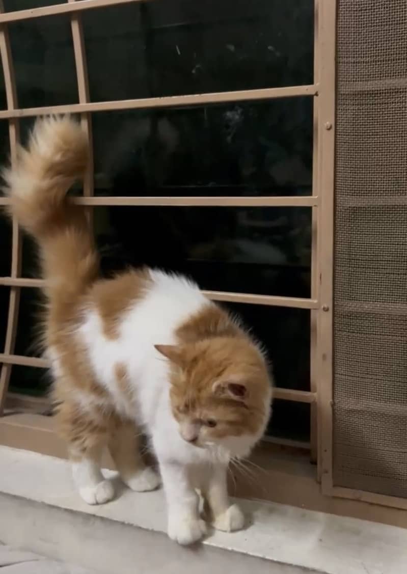 Persian Cat 2