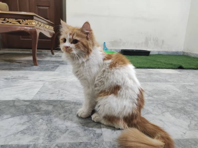 Persian Cat 3