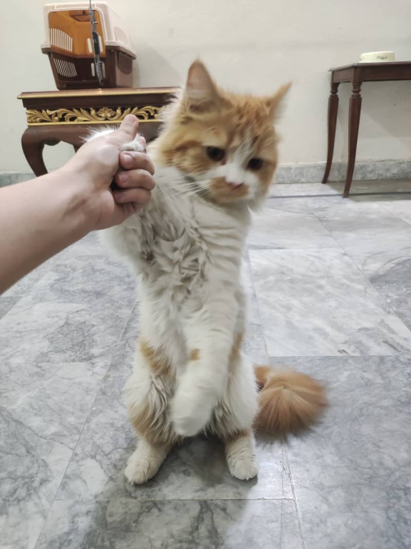 Persian Cat 4