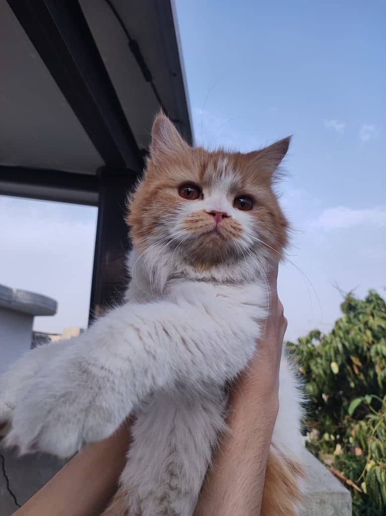 Persian Cat 5