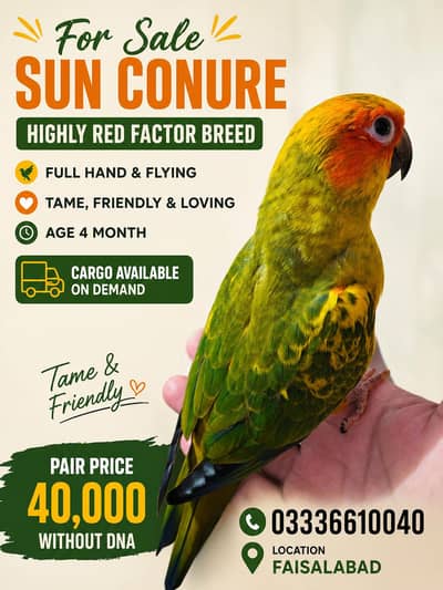 Sun Conure Highly Red Factor Breed 03336610040