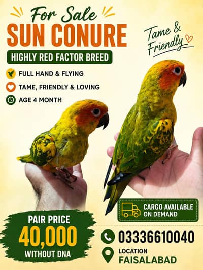 Sun Conure Highly Red Factor Breed 03336610040