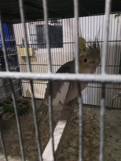 cage and bird for sell