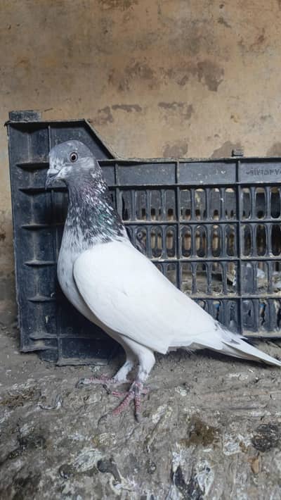 pipla breed