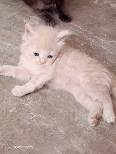 Persian male female