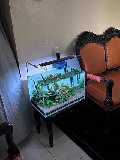 low budget fish aquarium order now