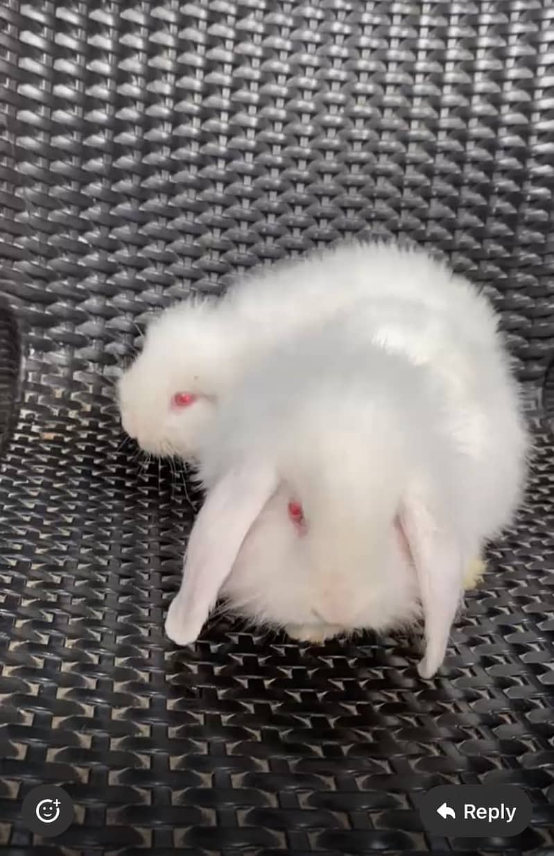 Fuzzy loop 2