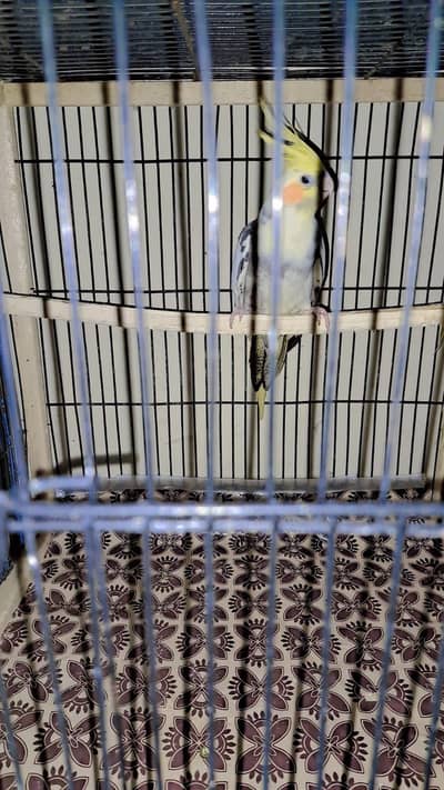 Breeder Coctail male for sale