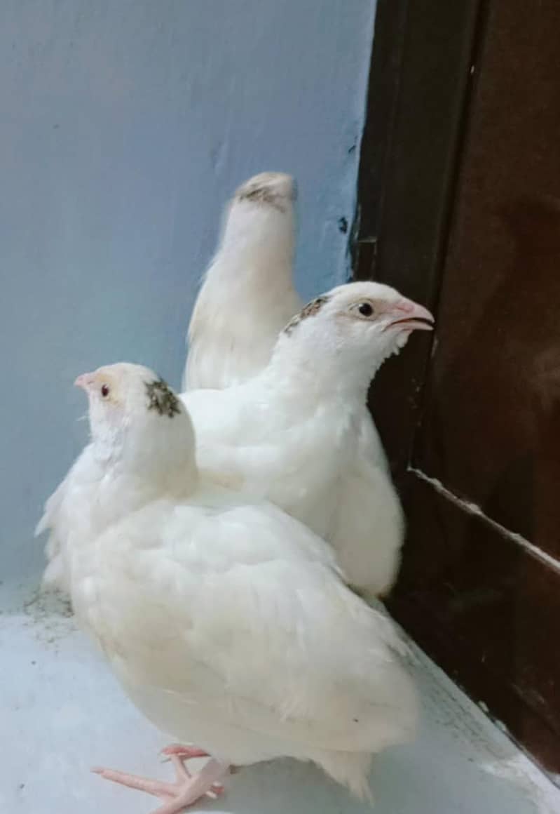 سفید بٹیرے 3