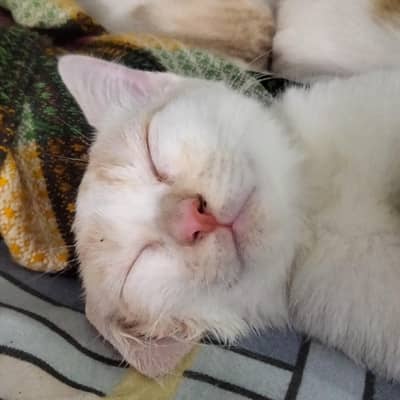 Selling a pair of cats
