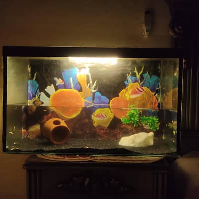 AQUARIUM FOR SALE