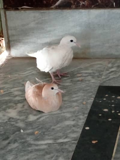 beautiful dove chkis pair