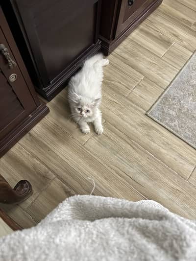 White persian cat tripple coat semi punch face